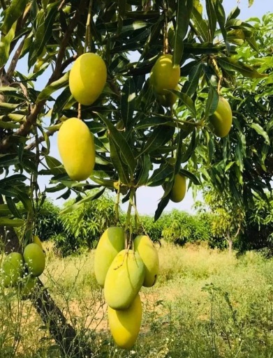 Daseri Mango Plants — Mango sapling available at Agro Nursery Garden